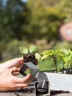 Galvanized Seed Starting Tray -Best Garden Care Shop 8595893 4382 tif