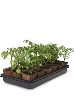 3-1/2” Square Biodegradable Pots & Tray Set -Best Garden Care Shop 8595968 3916 tif