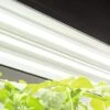 LED SunLite® High Intensity Fixture -Best Garden Care Shop 8596021 3125 tif