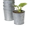 Galvanized Planting Cups, Set Of 5 -Best Garden Care Shop 8596104 9899 tif