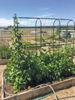 Titan Pea Tunnel -Best Garden Care Shop 8596275 01CUST tif