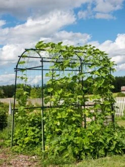 Titan Squash Tunnel -Best Garden Care Shop 8596276 0133 tif