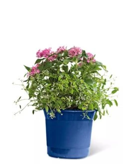 Eezy Gro Self-Watering Planters 15 Eezy Gro Self-Watering Planters -Best Garden Care Shop 8596425 103 tif