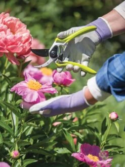 Gardener's Pro Pruner #2 -Best Garden Care Shop 8596605 1261 tif