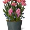 Mother's Day Bloom Bulb Garden -Best Garden Care Shop 8597243 MothersDay 2023