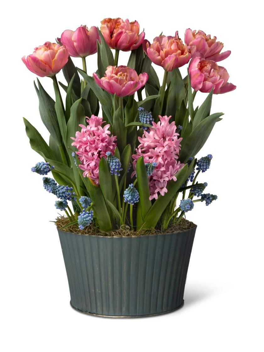 Mother's Day Bloom Bulb Garden 2 Mother's Day Bloom Bulb Garden