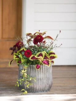 Galvanized Ribbed Planters 8 Galvanized Ribbed Planters -Best Garden Care Shop 8597435 1693 tif