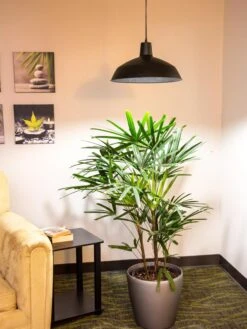 Barnyard Pendant LED Grow Light 7 Barnyard Pendant LED Grow Light -Best Garden Care Shop 8598025 0256