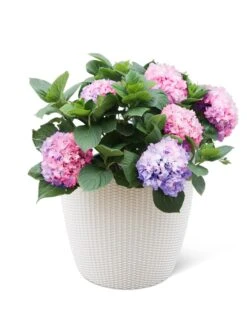 Weave Self-Watering Round Planter, 17" White 7 Weave Self-Watering Round Planter, 17" White -Best Garden Care Shop 8598372 3002 tif