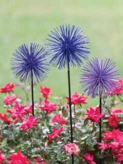 Everbloomin' Alliums, Set Of 3 -Best Garden Care Shop 8598435 1000 tif