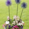 Everbloomin' Alliums, Set Of 3 -Best Garden Care Shop 8598435 9007 tif