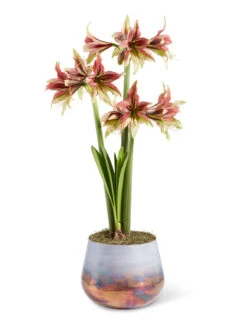 Cybister Potted Amaryllis 13 Cybister Potted Amaryllis -Best Garden Care Shop 8598561 mystica 2021 13
