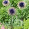 Allium Starburst Stake -Best Garden Care Shop 8598981 13717 tif