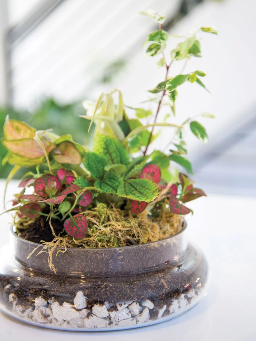 Cloche Terrarium Kit Medium 4 Cloche Terrarium Kit Medium - Image 2