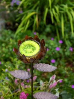 Dahlia Butterfly Feeder -Best Garden Care Shop 8599369 683 tif