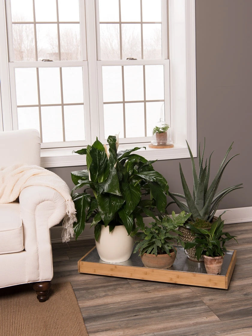 Bamboo Rolling Plant Tray 3 Bamboo Rolling Plant Tray