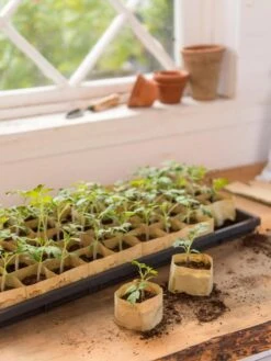 Paper Pots, 50 Cell -Best Garden Care Shop 8599830 0502 paper pots 50 cell tif