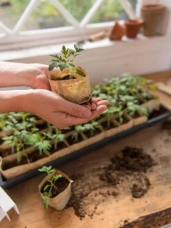 Paper Pots, 50 Cell -Best Garden Care Shop 8599830 0507 tif