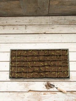 Paper Pots, 50 Cell -Best Garden Care Shop 8599830 18489 tif