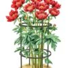 Titan Peony Supports, Medium, Set Of 2 1 Titan Peony Supports, Medium, Set Of 2 -Best Garden Care Shop 8599858 0001 art tif