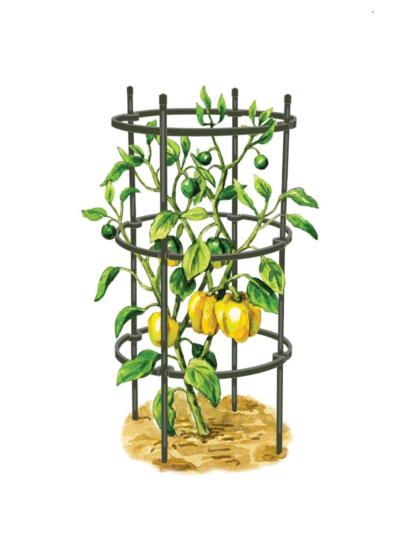 Titan Pepper Eggplant Cages, Set Of 3 3 Titan Pepper Eggplant Cages, Set Of 3