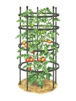 Titan Tomato Cages, Set Of 3 -Best Garden Care Shop 8599861 0001 art tif