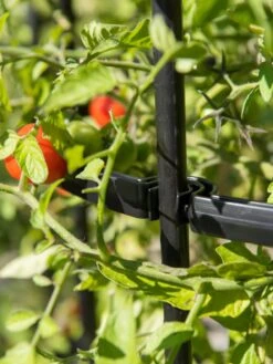 Titan Tomato Cages, Set Of 3 -Best Garden Care Shop 8599861 0079 tif