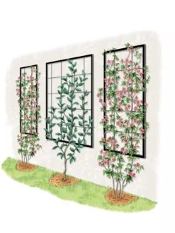 Exeter Wall Trellis -Best Garden Care Shop 8600049 50 0001 art tif