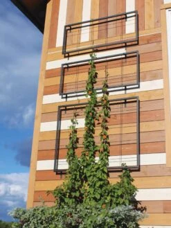 Exeter Wall Trellis -Best Garden Care Shop 8600049 7121 tif