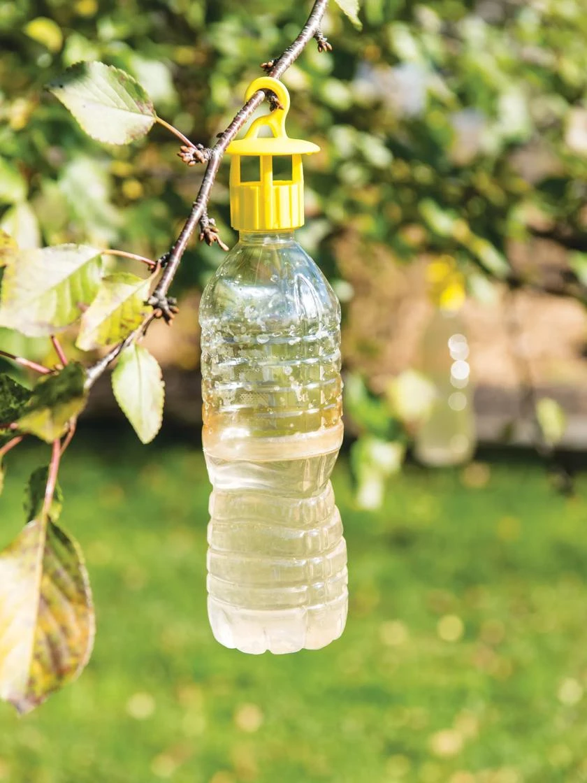 Bottle Insect Traps, Set Of 6 3 Bottle Insect Traps, Set Of 6