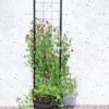 Gardener’s Victory Self-Watering Planter With Vine Trellis -Best Garden Care Shop 8600177 05490 tif