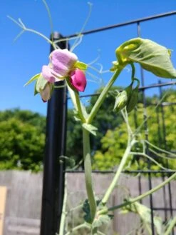 Gardener’s Victory Self-Watering Planter Garden With Vine Trellis 15 Gardener’s Victory Self-Watering Planter Garden With Vine Trellis -Best Garden Care Shop 8600177 6588 tif 1