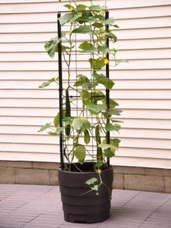 Gardener’s Victory Self-Watering Planter Garden With Vine Trellis 11 Gardener’s Victory Self-Watering Planter Garden With Vine Trellis -Best Garden Care Shop 8600177 9876 tif 1
