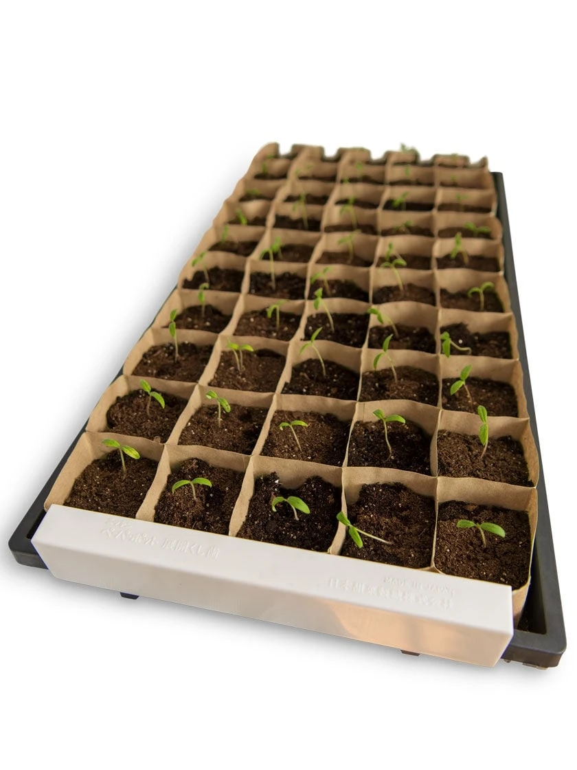 Paper Pot Opening Clips, Set Of 2 4 Paper Pot Opening Clips, Set Of 2 - Image 2