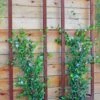 Ina Modern Wall Trellis Sr. -Best Garden Care Shop 8600510 05V tif