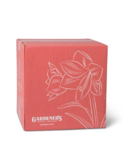 Amaryllis Planting Kit -Best Garden Care Shop 8608878 755