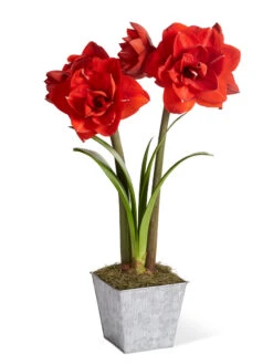 Amaryllis Planting Kit -Best Garden Care Shop 8608878 diykit 2021 01