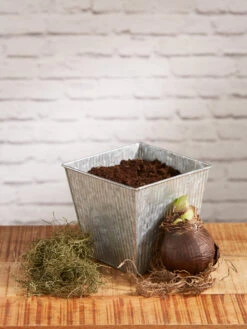 Amaryllis Planting Kit -Best Garden Care Shop 8608878 diykit 2021 02