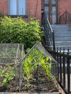 Chicken Wire Crop Coop 25 Chicken Wire Crop Coop -Best Garden Care Shop 8609080 02CUST tif