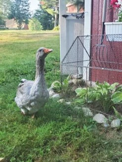Chicken Wire Crop Coop 23 Chicken Wire Crop Coop -Best Garden Care Shop 8609080 02IN tif