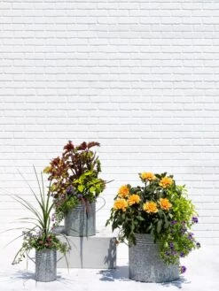 Metal Bucket Planters -Best Garden Care Shop 8609085 0852 tif