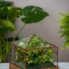 Art Decco Copper And Glass Terrariums 1 Art Decco Copper And Glass Terrariums -Best Garden Care Shop 8609210 0318 tif