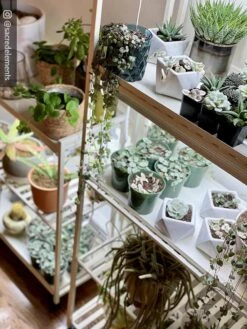 Oslo 2-Tier LED Grow Light Garden, 2 Fixtures -Best Garden Care Shop 8609221 02IN tif