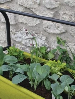 Vigoroot™ Self-Watering Easy Garden Planter -Best Garden Care Shop 8609879 04V tif