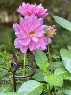 Arden Single Stem Supports, Set Of 2 9 Arden Single Stem Supports, Set Of 2 -Best Garden Care Shop 8610375 5703 tif