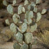 Desert Steel Prickly Pear Cactus Sculpture, Grande -Best Garden Care Shop 8610769 02v desert steel prickly pear cactus grande