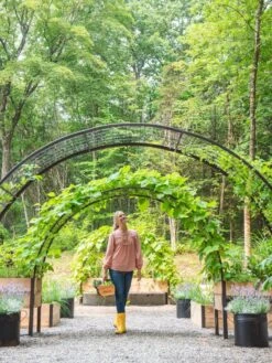 2’ X 8’ Arch Trellis For Planter Boxes -Best Garden Care Shop 8610798 071 tif