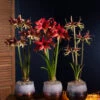 Cybister Potted Amaryllis -Best Garden Care Shop 8611083 cybister vertical 2022