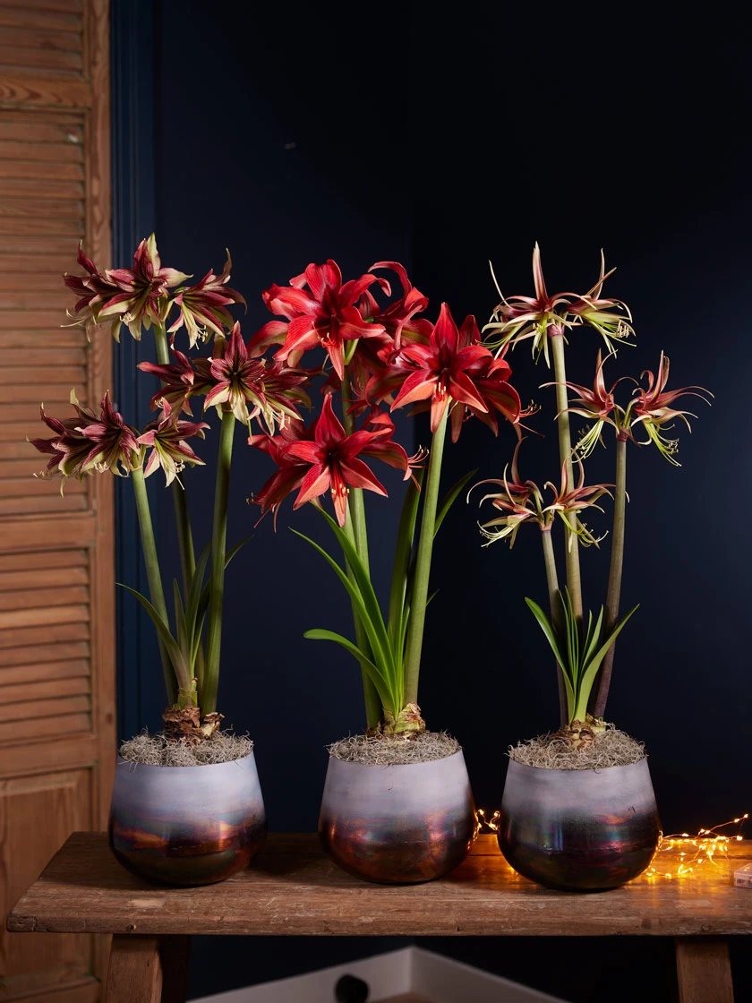 Cybister Potted Amaryllis 3 Cybister Potted Amaryllis