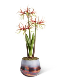 Cybister Potted Amaryllis 15 Cybister Potted Amaryllis -Best Garden Care Shop 8611120 chico 2021 09